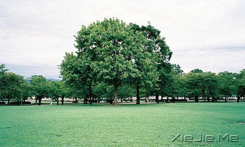 心似莲开,清风自来 (10)