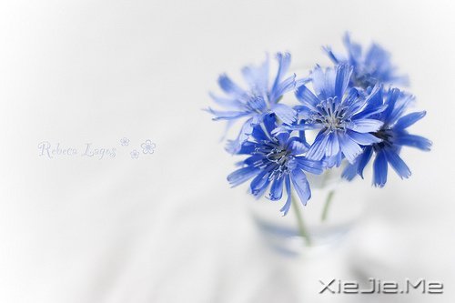 生命是一首悲欢交集的歌,我们都是那个唱歌的人 (2)