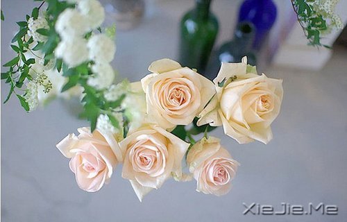 你若盛开,清风自来 (1)