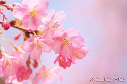 你若盛开,清风自来 (3)