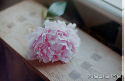 你若盛开,清风自来 (4)