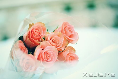 谁捧起花的脸庞,让岁月美的黯然神伤 (4)