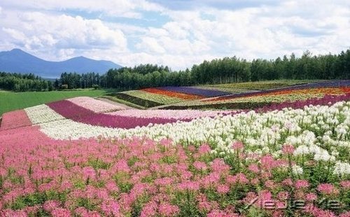 谁捧起花的脸庞,让岁月美的黯然神伤 (9)