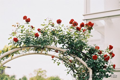 晚安心语:只有想不通的人,没有走不通的路 (5)