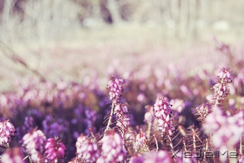 早安心语:脏话比谎言干净一千倍 (12)