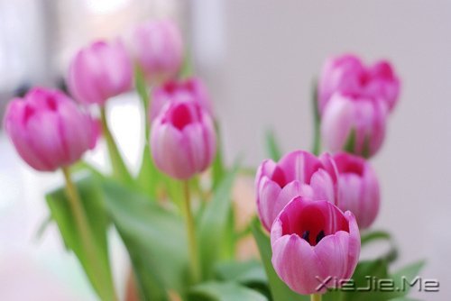 早安心语:找一个理由,去否认忧伤 (2)