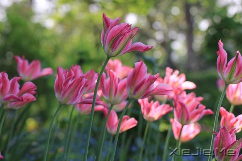 早安心语:别为不该为的人,伤了不该伤的心 (12)