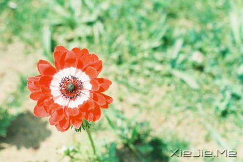 早安心语:不往前走,你将永远停留 (1)