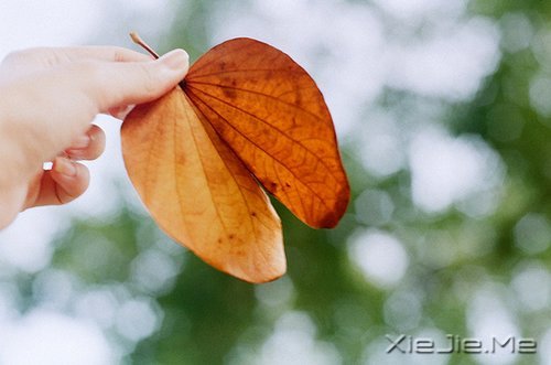 早安心语:生活中最大的幸福是坚信有人爱着我们 (5)