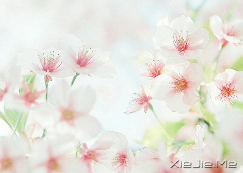 晚安心语:人生最美还是淡然 (5)