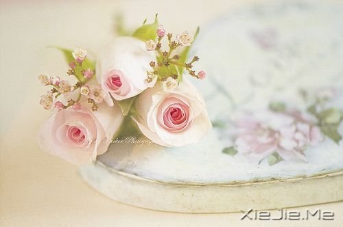 早安心语:人生,就是你一个人的人生 (5)