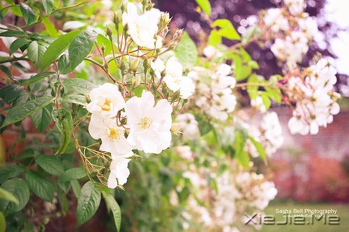 早安心语:不要辜负了美好的晨光 (5)