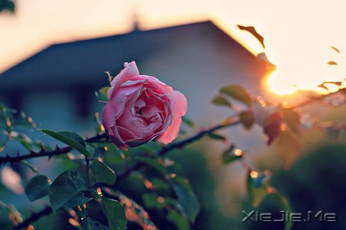 早安心语:不要辜负了美好的晨光 (7)