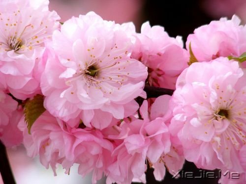 晚安心语:只要心跳还在,演出就没有落幕 (4)