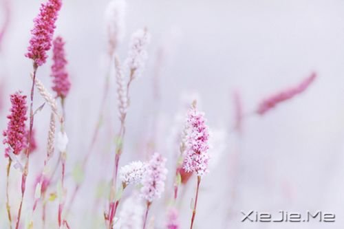 晚安心语:真正的泪水来自心底,眼睛只是一个小小的出口 (2)