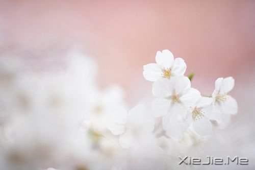 晚安心语:不争,也有属于你的世界 (9)