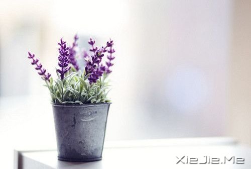 早安心语:有些谎言,美丽的让你不忍揭穿 (1)