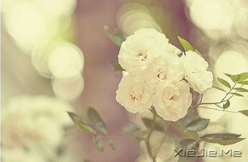 晚安心语:勇敢生活,微笑面对 (2)