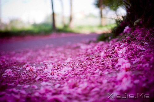 早安心语:逆风的方向,更适合飞翔 (8)