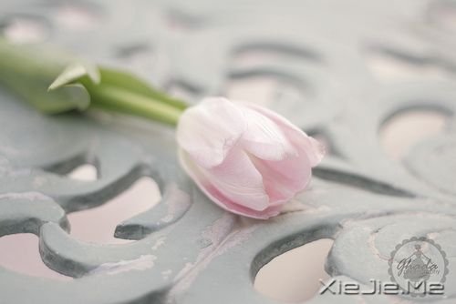 早安心语:成功的速度一定要超过父母老去的速度 (2)