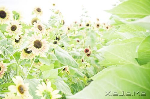 早安心语:成功的速度一定要超过父母老去的速度 (10)