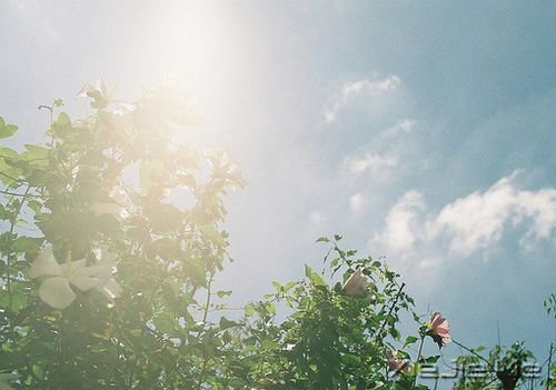 早安心语:人生有多残酷,你就该有多坚强 (5)