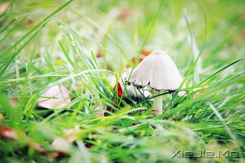 晚安心语:若无其事,原来是最狠的报复 (6)