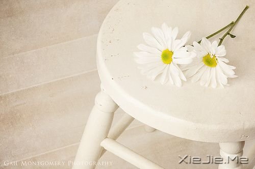 睡在向日葵上,即使沮丧,也能面朝阳光 (5)