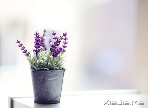 安静,一种淡淡的祥和 (1)